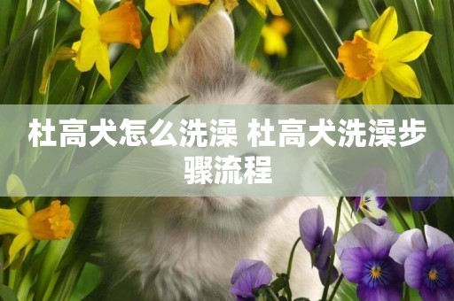 杜高犬怎么洗澡 杜高犬洗澡步驟流程