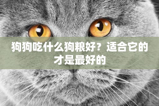 狗狗吃什么狗糧好？適合它的才是最好的