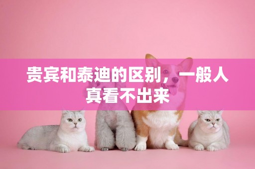 貴賓和泰迪的區別，一般人真看不出來