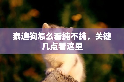 泰迪狗怎么看純不純，關鍵幾點看這里