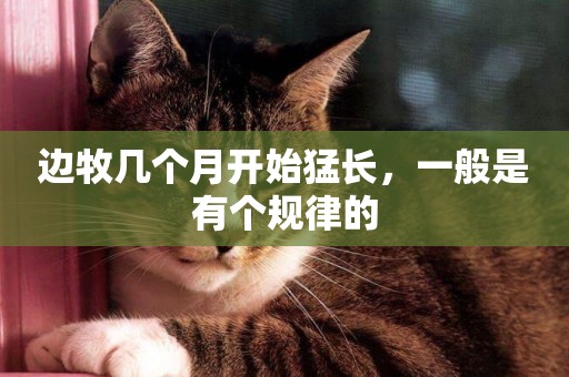 邊牧幾個月開始猛長，一般是有個規律的