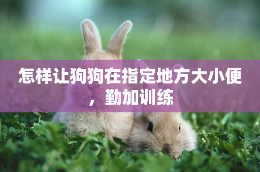 怎樣讓狗狗在指定地方大小便，勤加訓練