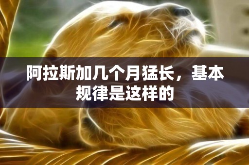 阿拉斯加幾個月猛長，基本規律是這樣的