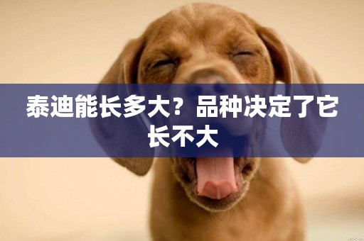 泰迪能長多大？品種決定了它長不大