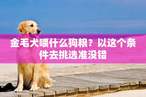 金毛犬喂什么狗糧？以這個條件去挑選準沒錯