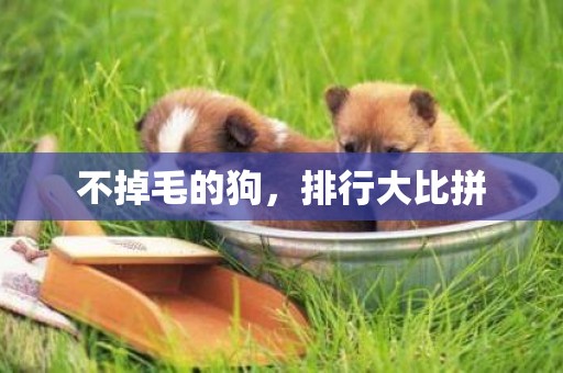 不掉毛的狗，排行大比拼