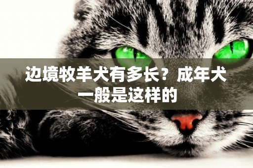 邊境牧羊犬有多長？成年犬一般是這樣的