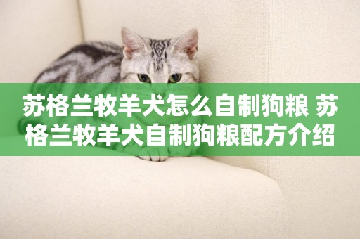 蘇格蘭牧羊犬怎么自制狗糧 蘇格蘭牧羊犬自制狗糧配方介紹