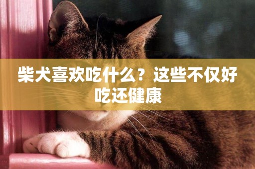 柴犬喜歡吃什么？這些不僅好吃還健康