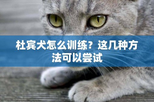 杜賓犬怎么訓練？這幾種方法可以嘗試