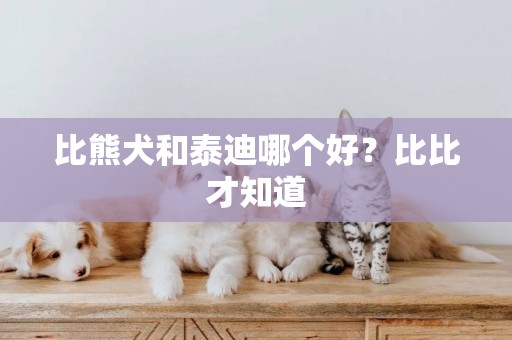 比熊犬和泰迪哪個好？比比才知道
