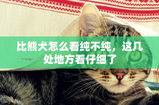 比熊犬怎么看純不純，這幾處地方看仔細了