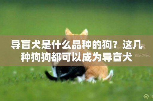 導盲犬是什么品種的狗？這幾種狗狗都可以成為導盲犬