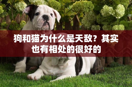 狗和貓為什么是天敵？其實也有相處的很好的
