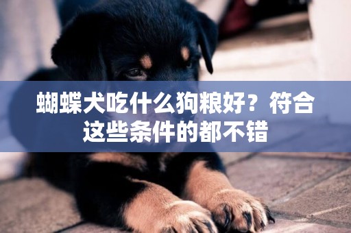 蝴蝶犬吃什么狗糧好？符合這些條件的都不錯