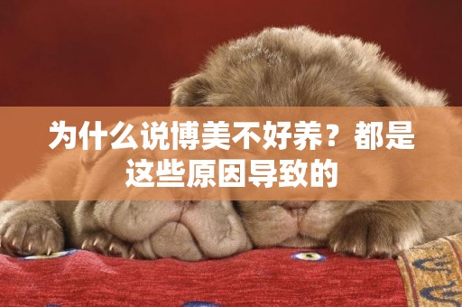 為什么說博美不好養？都是這些原因導致的
