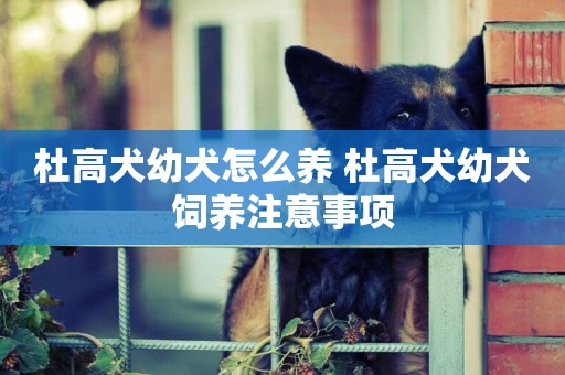 杜高犬幼犬怎么養 杜高犬幼犬飼養注意事項