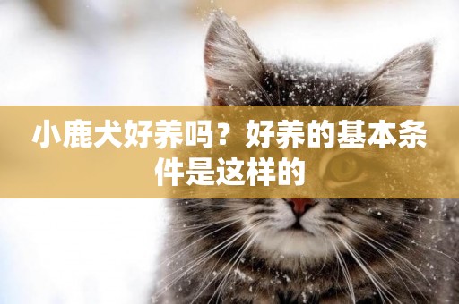 小鹿犬好養嗎？好養的基本條件是這樣的