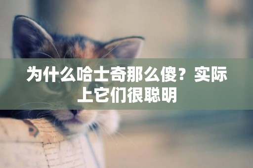 為什么哈士奇那么傻？實際上它們很聰明