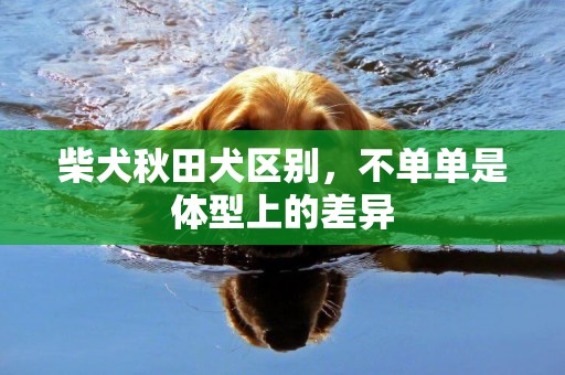 柴犬秋田犬區別，不單單是體型上的差異
