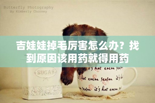 吉娃娃掉毛厲害怎么辦？找到原因該用藥就得用藥