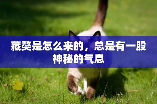 藏獒是怎么來的，總是有一股神秘的氣息