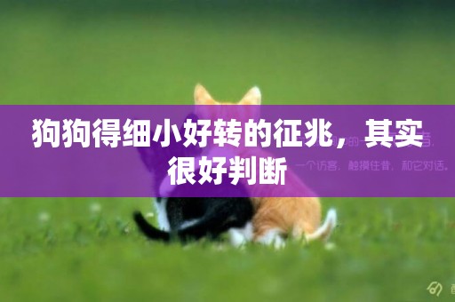 狗狗得細小好轉的征兆，其實很好判斷