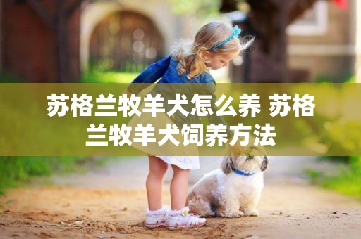 蘇格蘭牧羊犬怎么養 蘇格蘭牧羊犬飼養方法