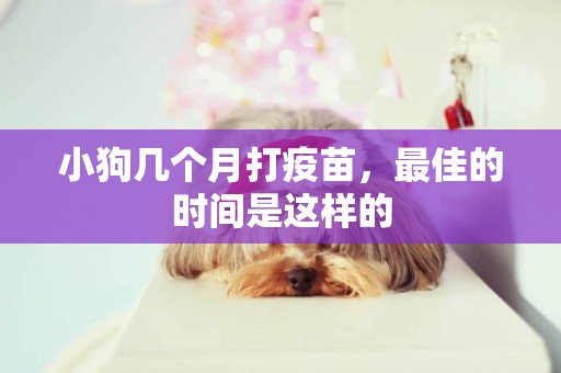 小狗幾個月打疫苗，最佳的時間是這樣的