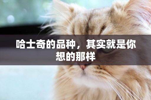 哈士奇的品種，其實就是你想的那樣