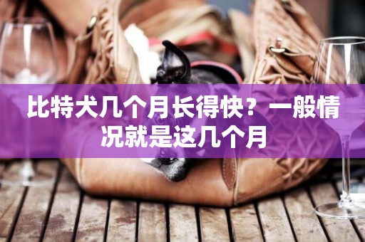 比特犬幾個月長得快？一般情況就是這幾個月