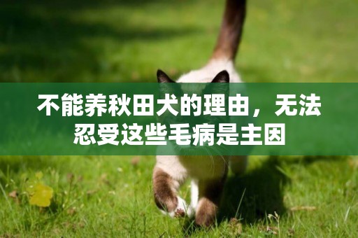 不能養秋田犬的理由，無法忍受這些毛病是主因