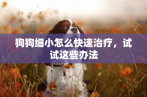 狗狗細小怎么快速治療，試試這些辦法