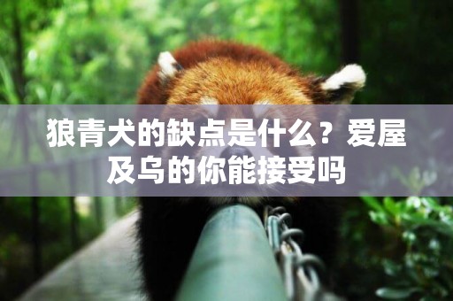 狼青犬的缺點是什么？愛屋及烏的你能接受嗎