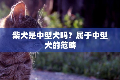 柴犬是中型犬嗎？屬于中型犬的范疇