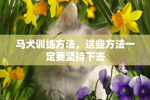 馬犬訓練方法，這些方法一定要堅持下去