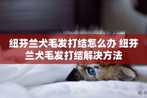 紐芬蘭犬毛發打結怎么辦 紐芬蘭犬毛發打結解決方法