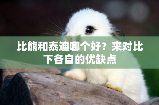 比熊和泰迪哪個好？來對比下各自的優缺點