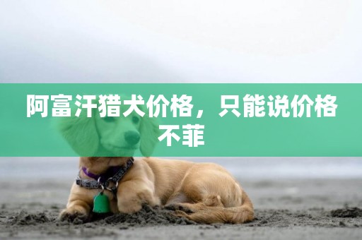 阿富汗獵犬價格，只能說價格不菲