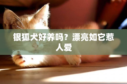 銀狐犬好養嗎？漂亮如它惹人愛