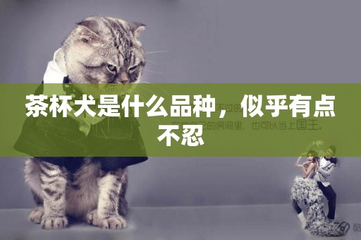 茶杯犬是什么品種，似乎有點不忍