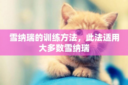 雪納瑞的訓練方法，此法適用大多數雪納瑞