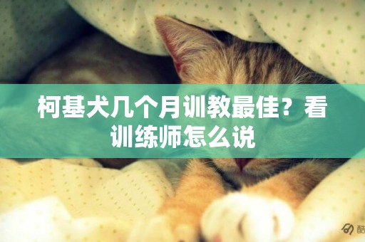 柯基犬幾個月訓教最佳？看訓練師怎么說