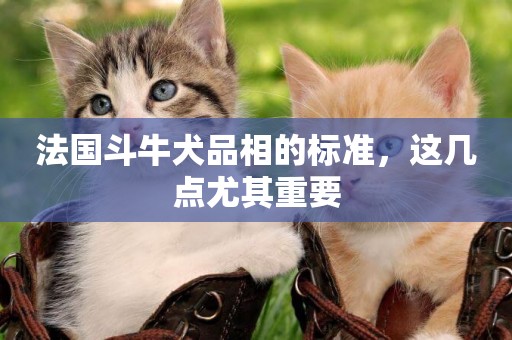 法國斗牛犬品相的標準，這幾點尤其重要