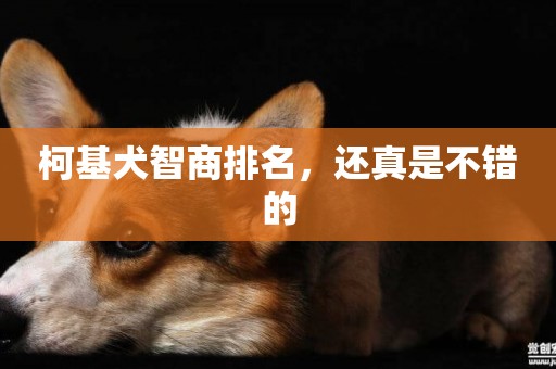 柯基犬智商排名，還真是不錯的