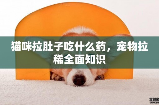 貓咪拉肚子吃什么藥，寵物拉稀全面知識