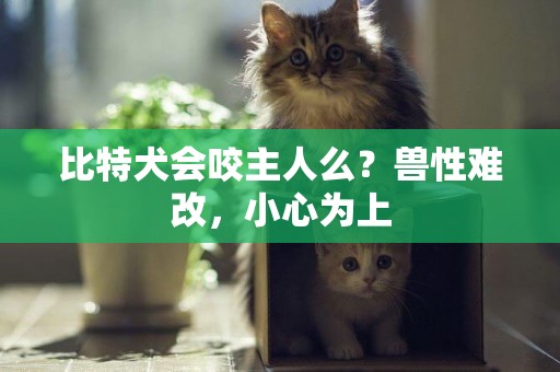 比特犬會咬主人么？獸性難改，小心為上