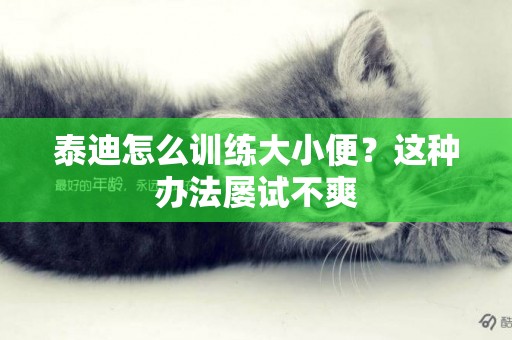 泰迪怎么訓練大小便？這種辦法屢試不爽