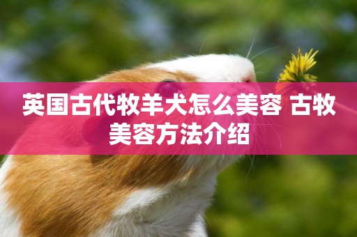英國古代牧羊犬怎么美容 古牧美容方法介紹