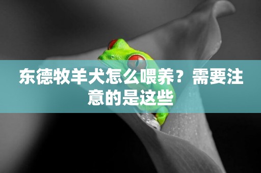 東德牧羊犬怎么喂養？需要注意的是這些